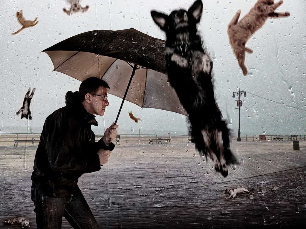 Raining dogs
